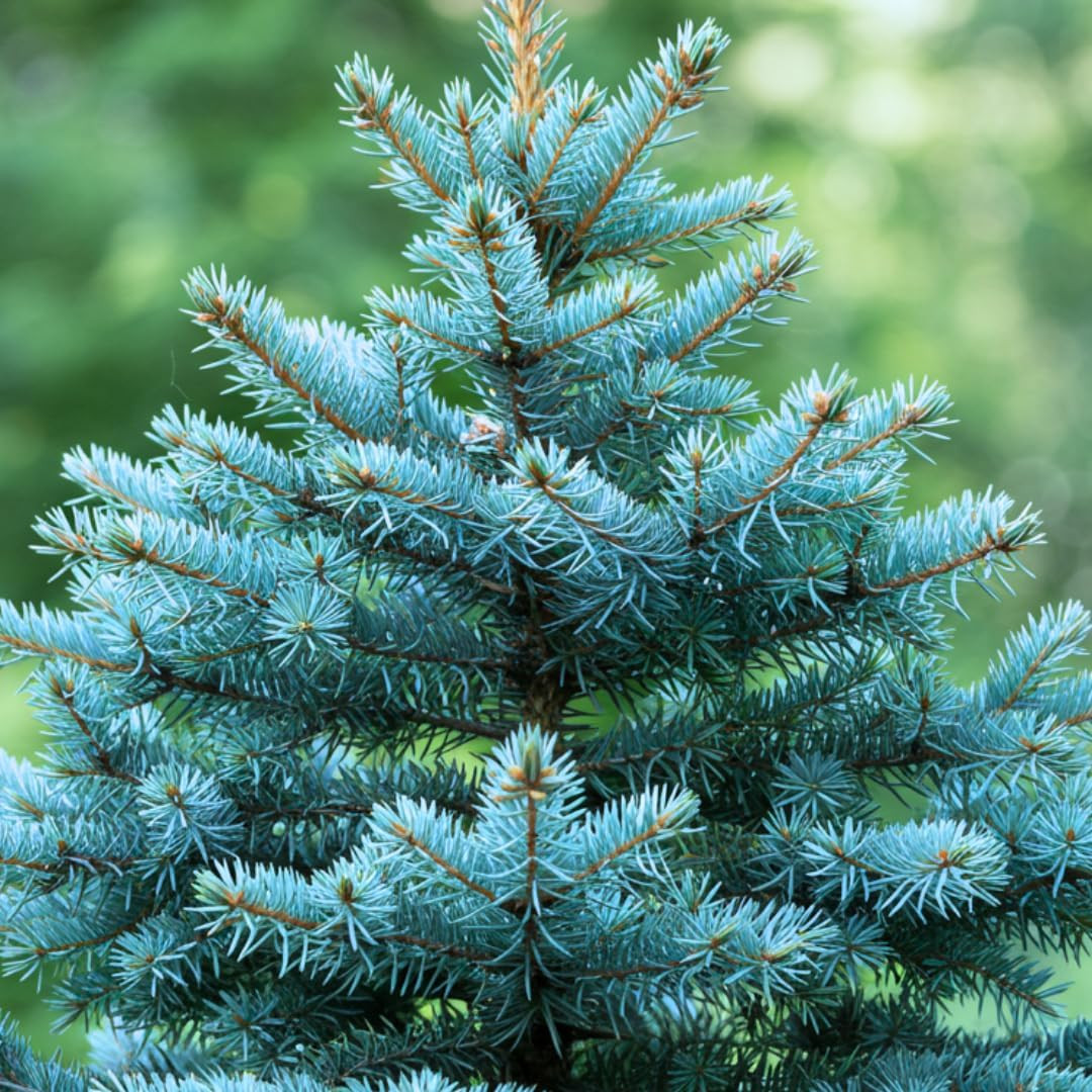 100 Blue Spruce Seeds for Planting | Colorado Blue Spruce, Picea pungens glau…
