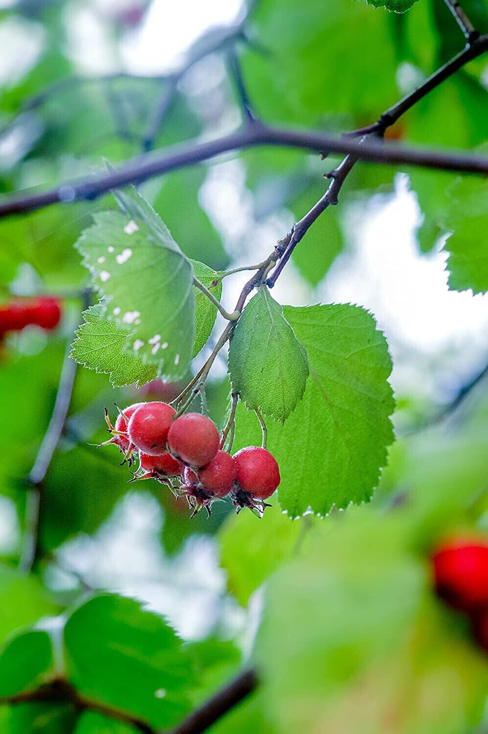 Downy Hawthorn 20 Seeds Crataegus mollis Red Haw Thorn Native Small Fruit Tree