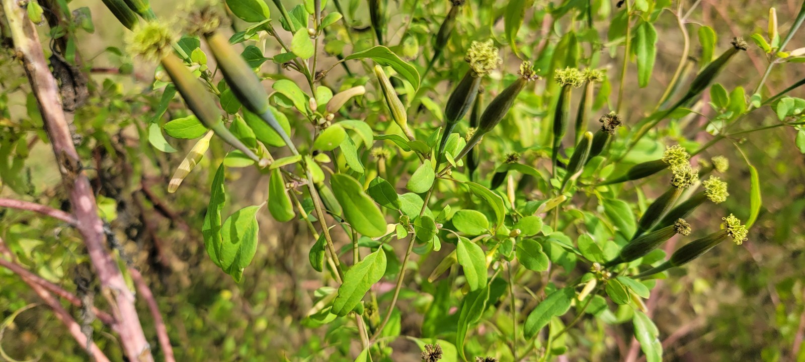 Papalo Quelite-pipicha – Chepiche–Porophyllum linaria–200 Seeds