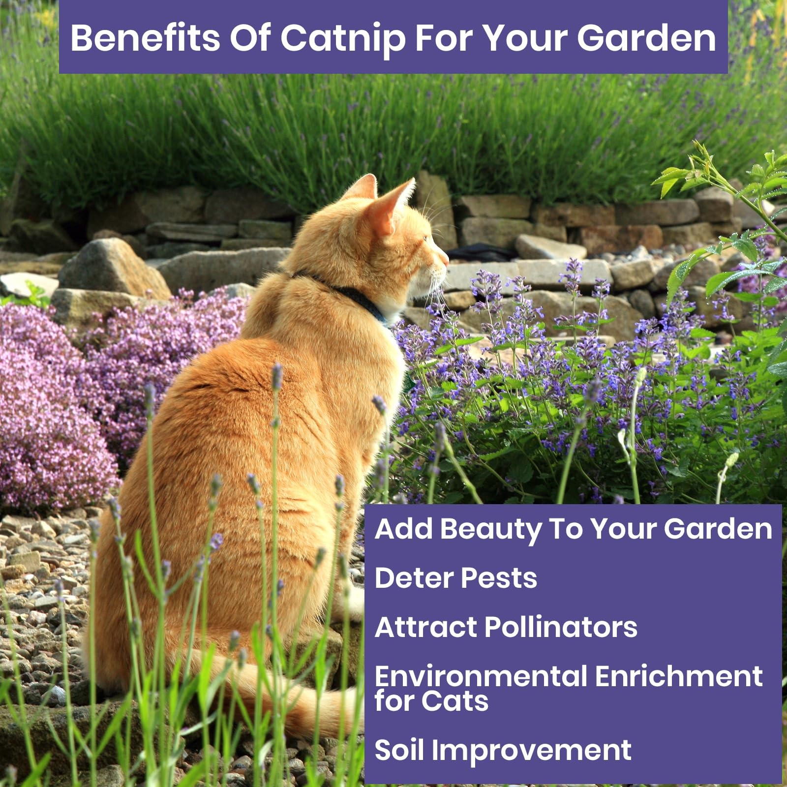 NatureZ Edge Catnip Seeds for Planting, 2.6 Grams, 4400+ Herb Seeds, Indoor or