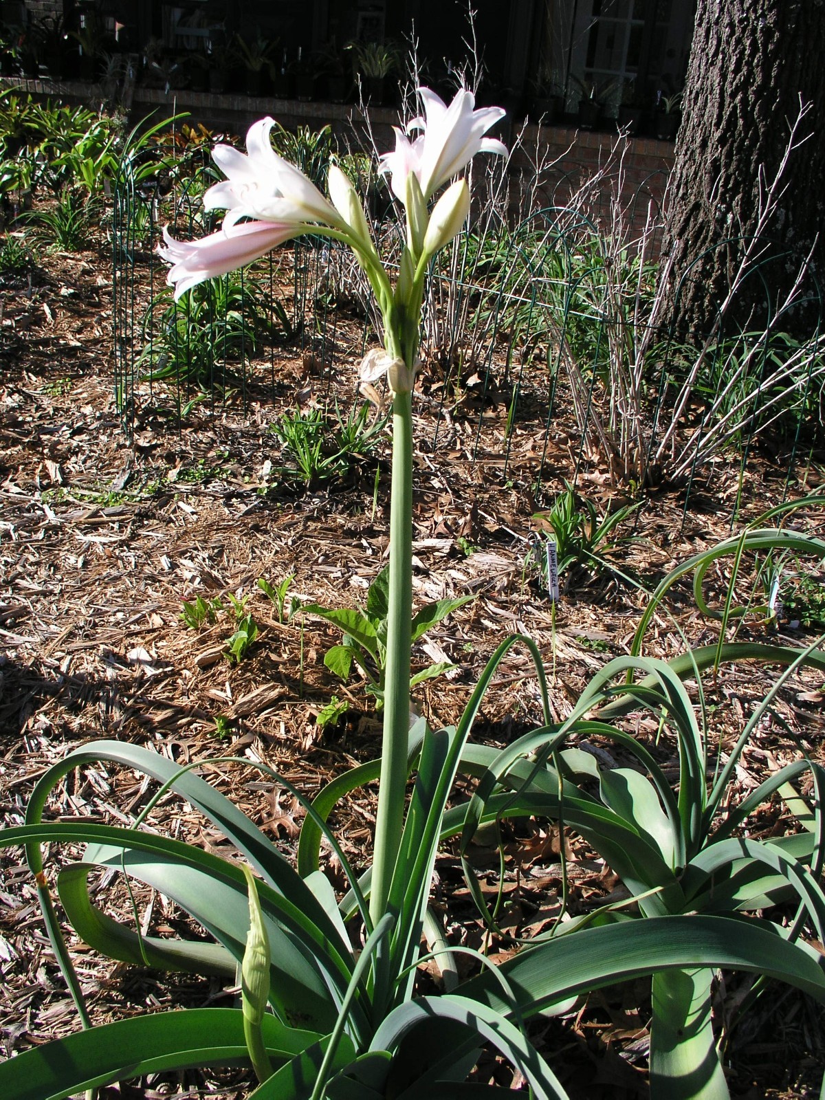 Crinum Lily, Bulbispermum Album ‘White Bishop’, medium-size bulb NEW