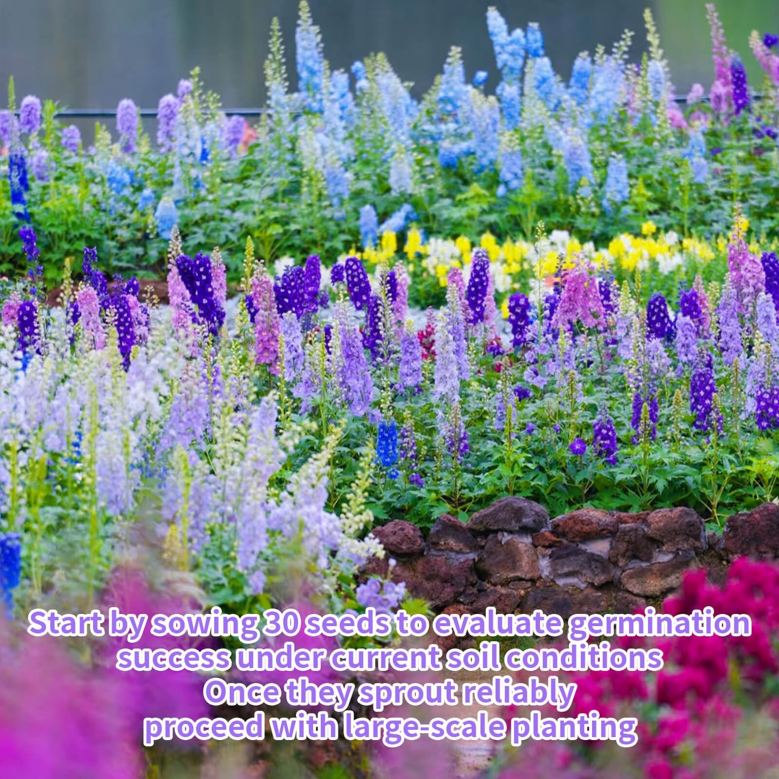 Mixed Color Rocket Larkspur Delphinium Consolida ajacis Seeds 2 Pack