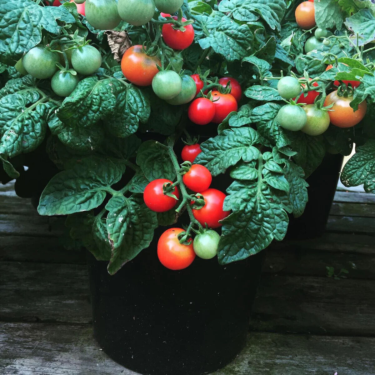 Fresh Red Robin Tomato Seeds | Heirloom & Non-GMO | Fresh Vegetable Seeds