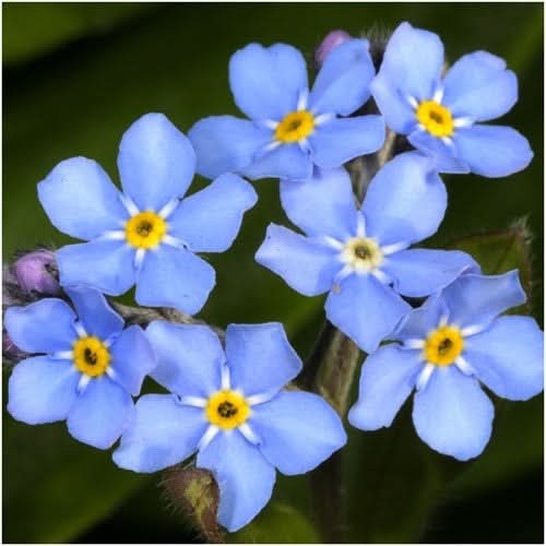 Blue Forget-Me-Not Seeds For Planting (Myosotis sylvatica)
