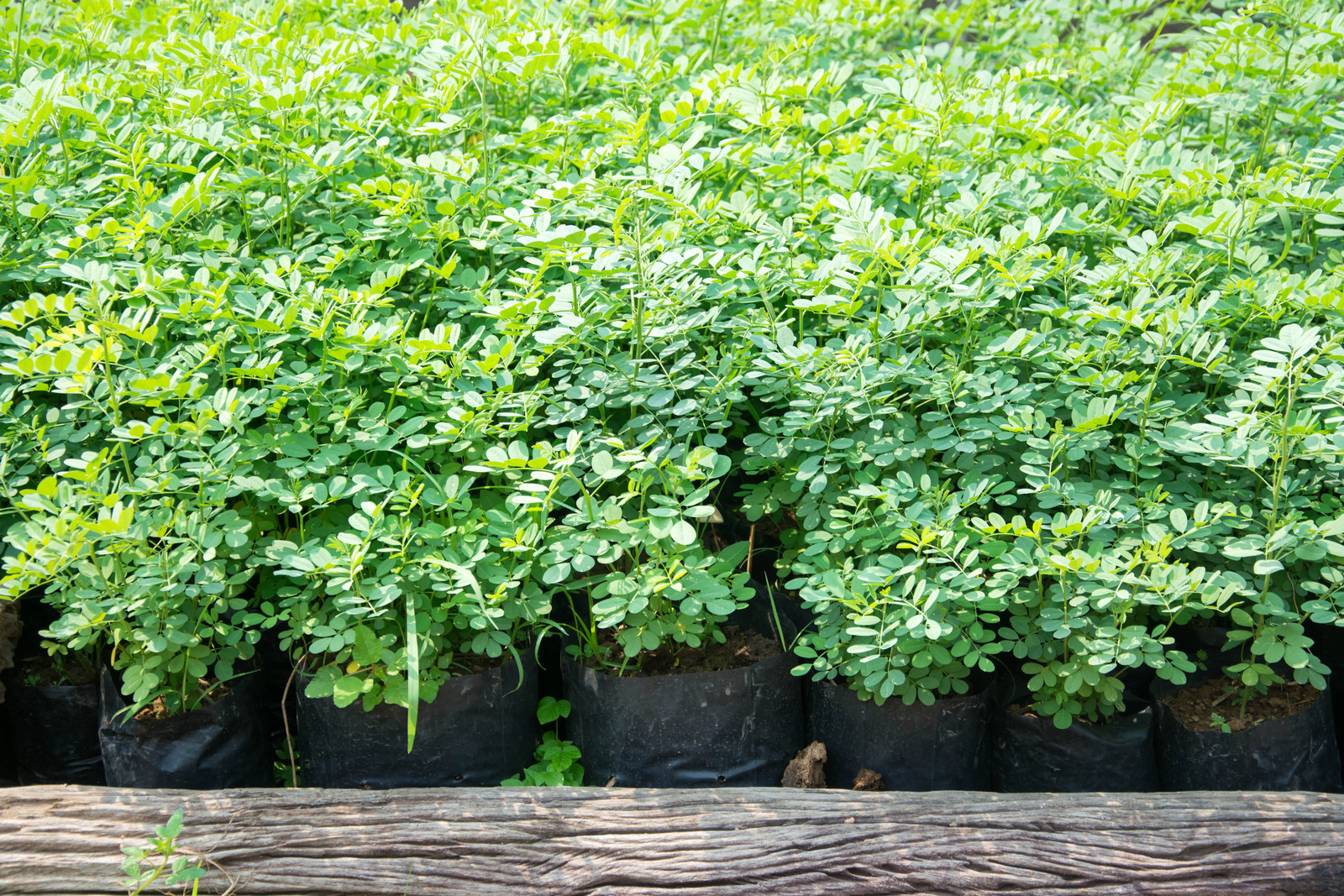 50 TRUE INDIGO Dye Indigo Indigofera Tinctoria Pink Purple Sub Shrub Flower Seed