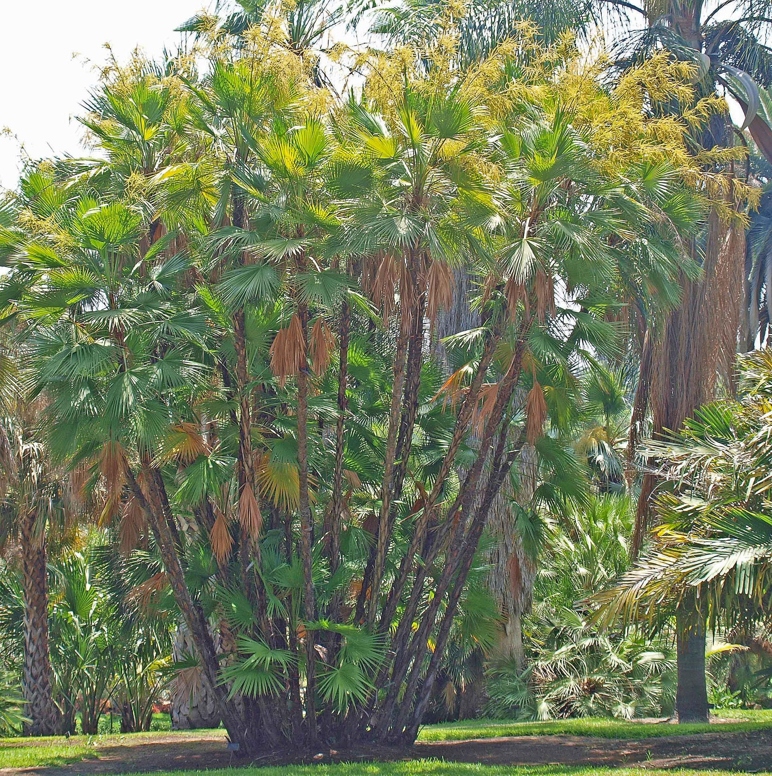 Everglades Palm – Live Starter Plants in Growers Liners