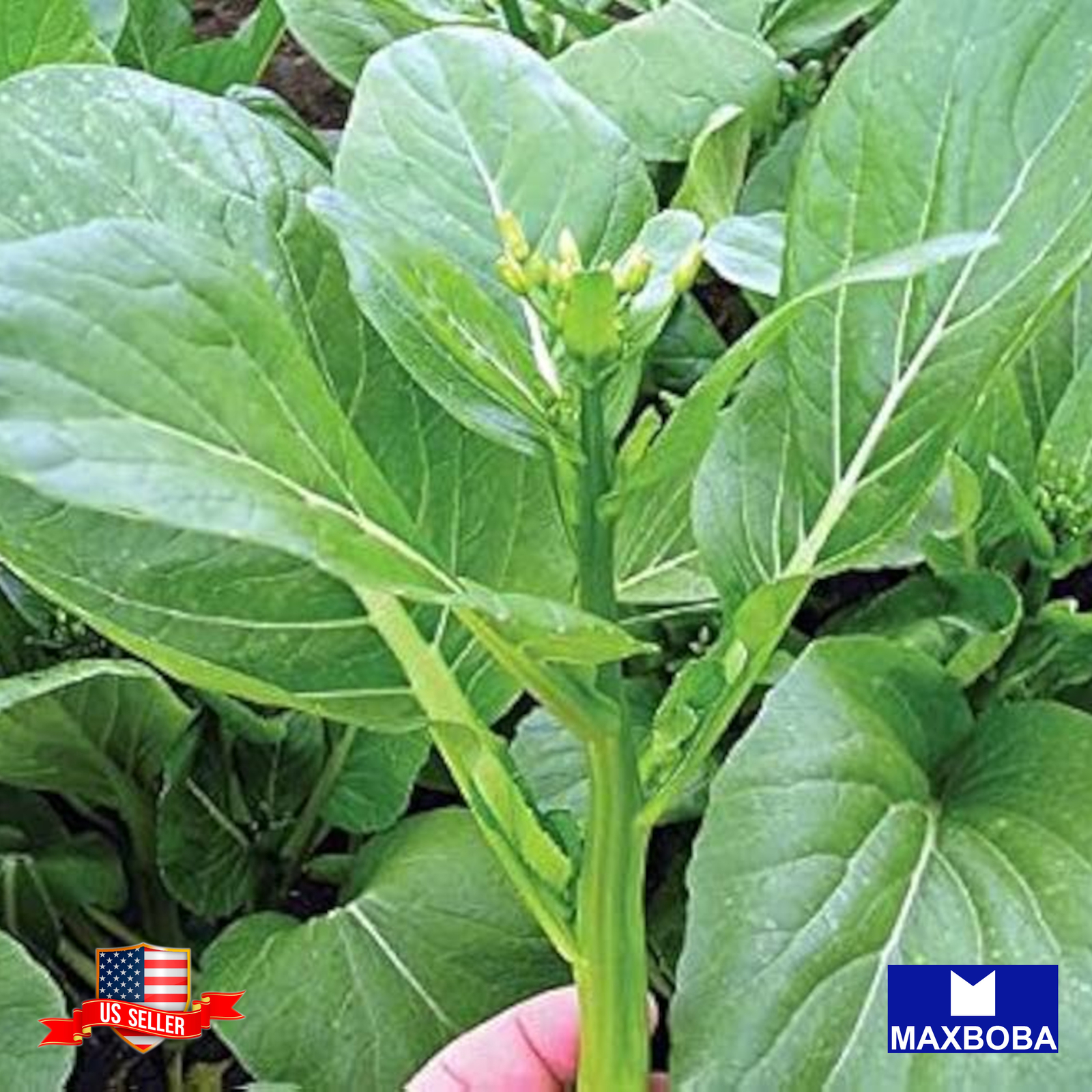 Yu Choy Sum Seeds Jung Green Non-GMO Heirloom