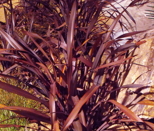 NEW ZEALAND FLAX PURPLE Phormium Tenax Purpureum – 50 Bulk Seeds