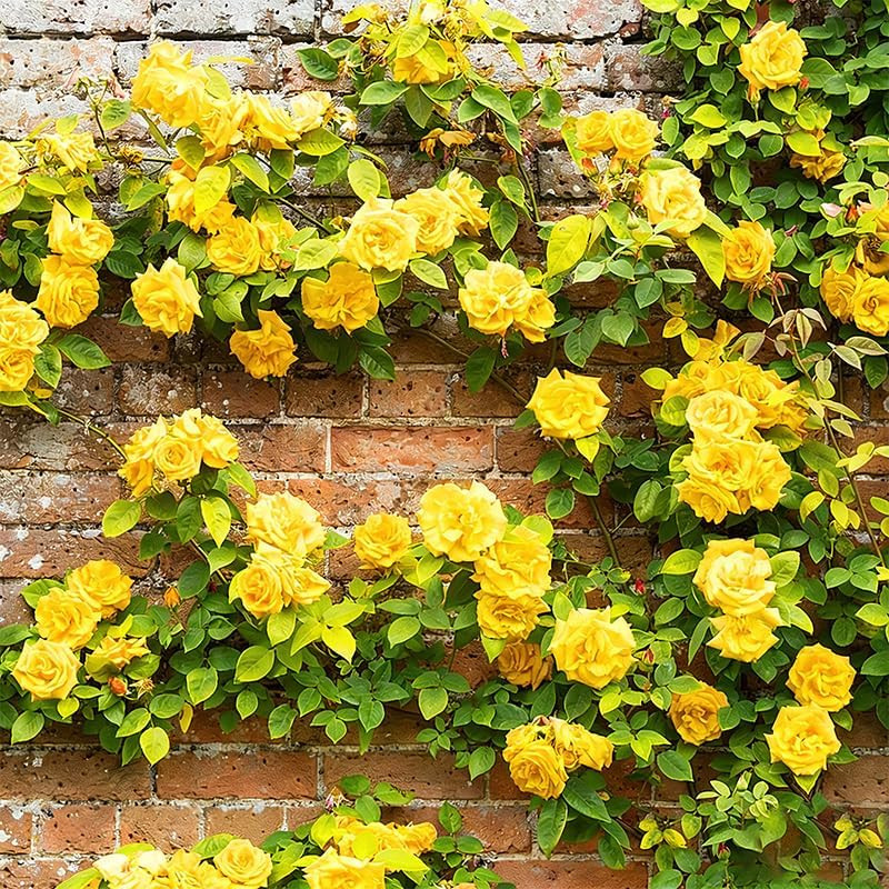 265+ Mix Rose Seeds for Planting in Ganden-Non-Gmo Heirloom Plant Climbing Rose
