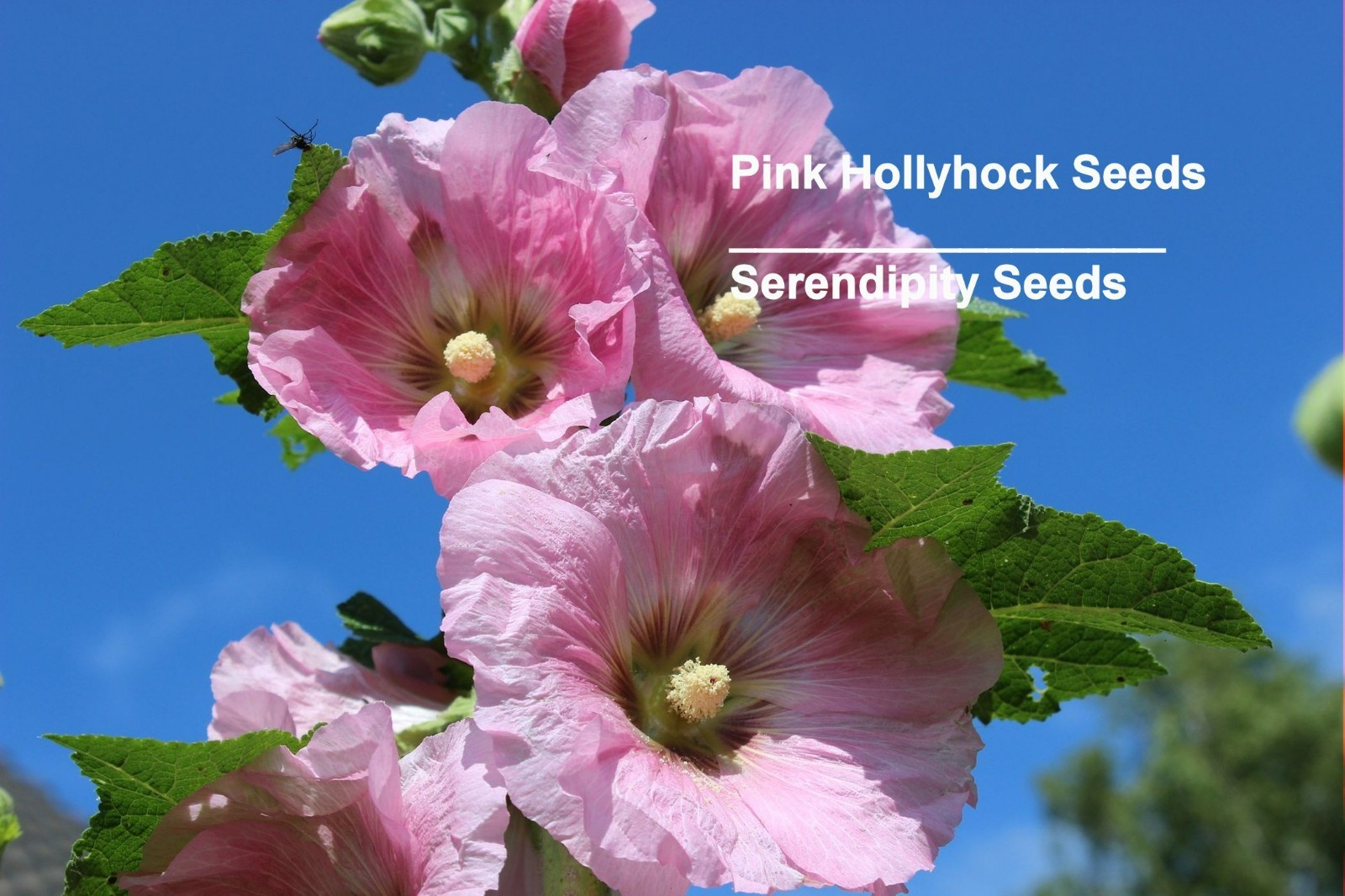25 Heirloom Flower Seeds- Pink Hollyhock- – Alcea rosea