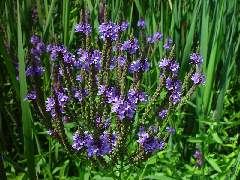 335 SEEDS – vervain BLUE FLOWER perennial swamp vervain – GroCo* – BUY 15-SHIPS