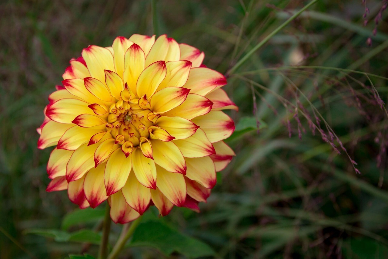 Special Perennial Dahlia Flower Seeds 5+PCS