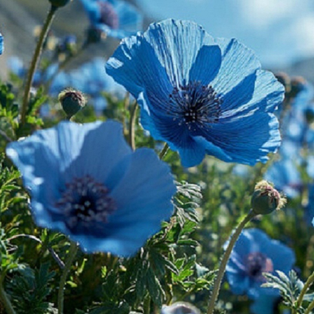 Organic Himalayan Tibetan Blue Flowers Poppy Seeds For Planting 1,500 Seeds USA
