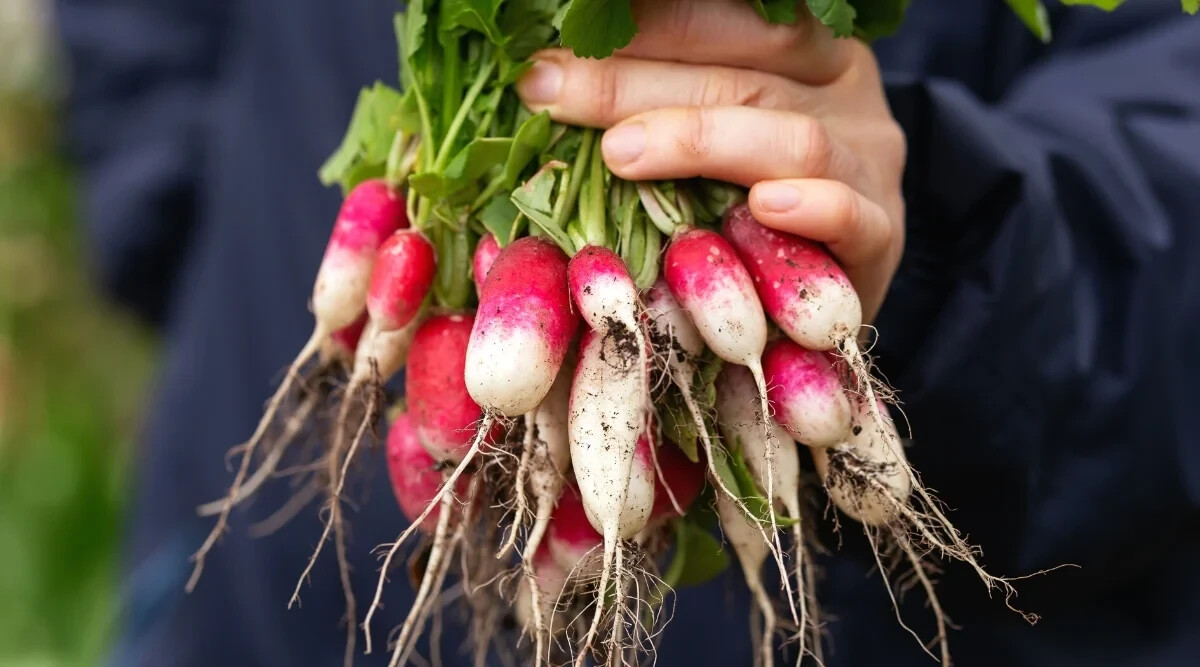 500+ French Breakfast Radish Seeds for Garden Planting – USA – FREE SHIPPING!