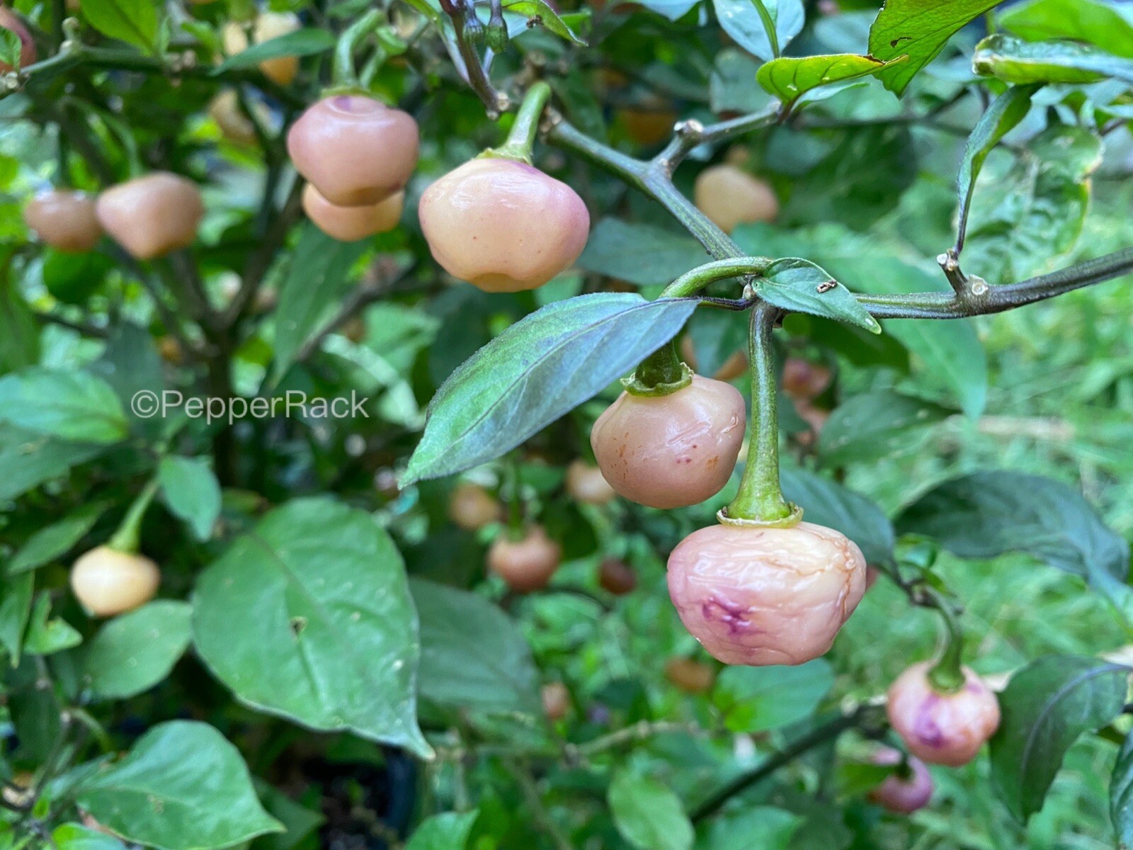 RARE✿ NEW! Cheiro Roxa Hot Chile Pepper 10 Seeds ●Prolific