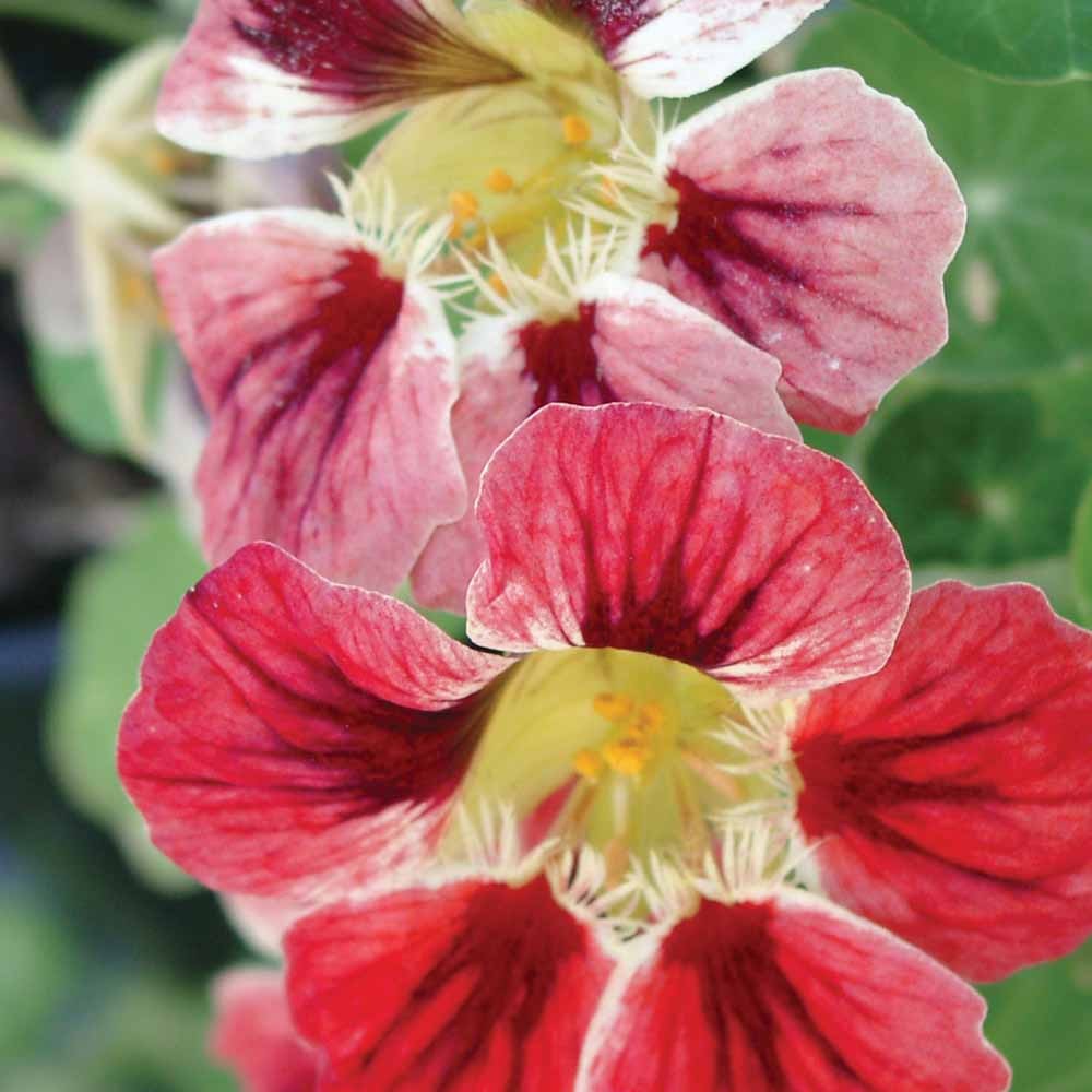 25 Seeds Tropaeolum majus Orchid Cream Nasturtium Vine & Flower Seeds