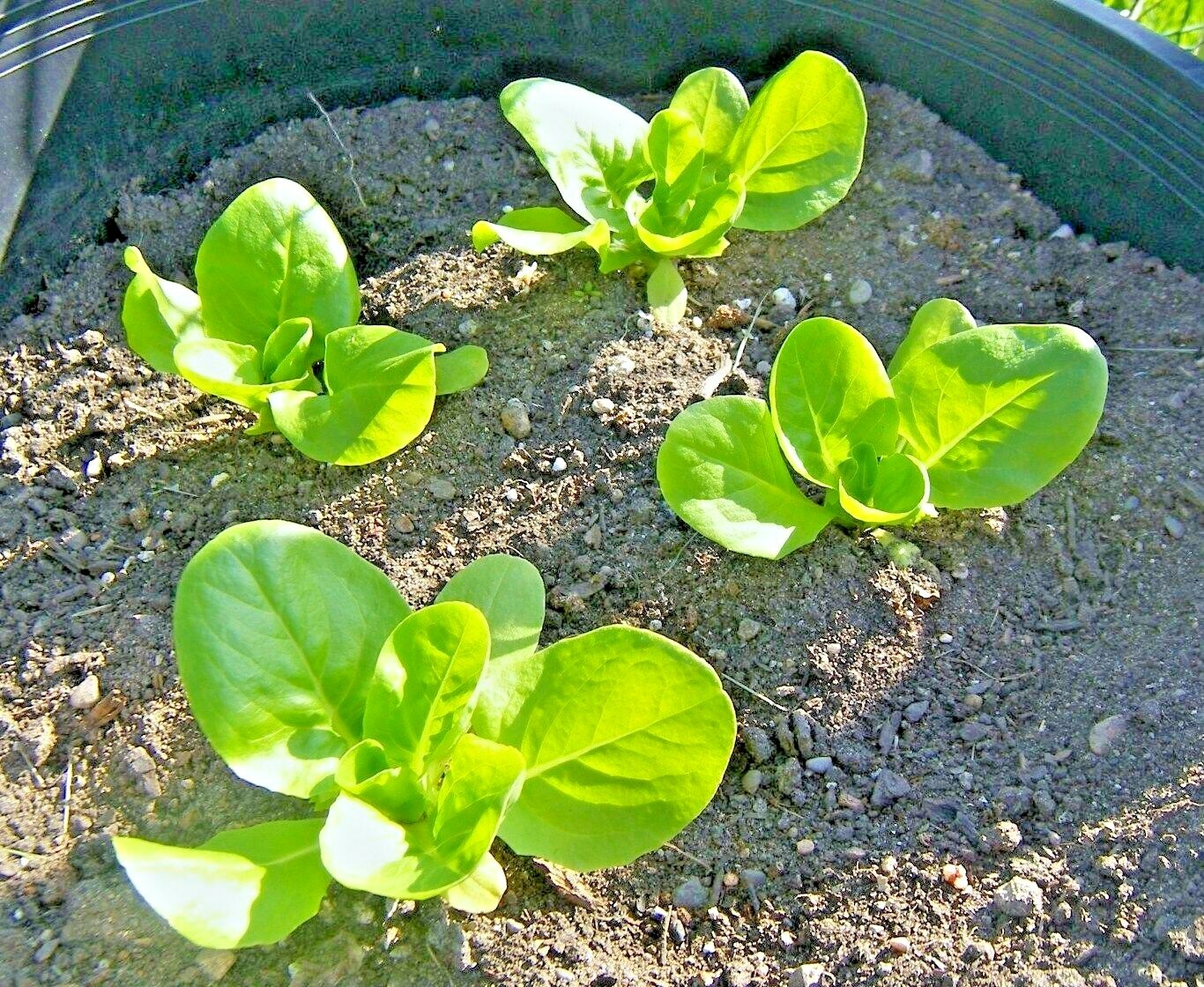 600+BIB BUTTERCRUNCH Lettuce Seeds Organic Vegetable Garden Container Fast Easy