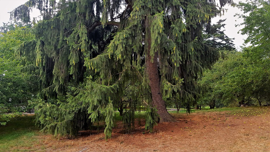 Himalayan Spruce Tree Seeds (Picea smithiana) Weeping Morinda Evergreen/Bonsai
