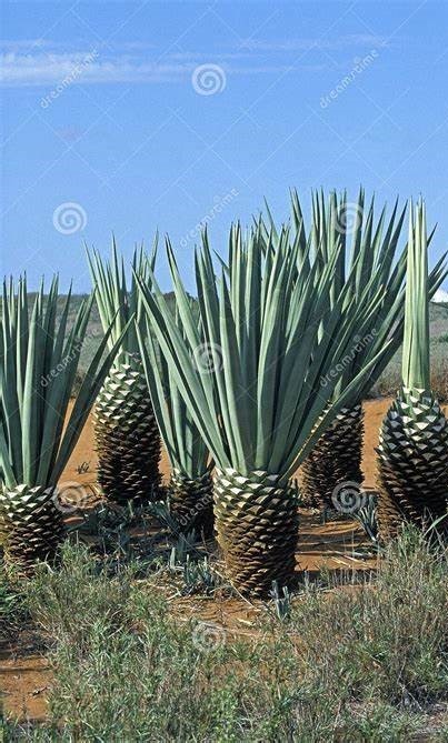6 Agave sisalana seeds