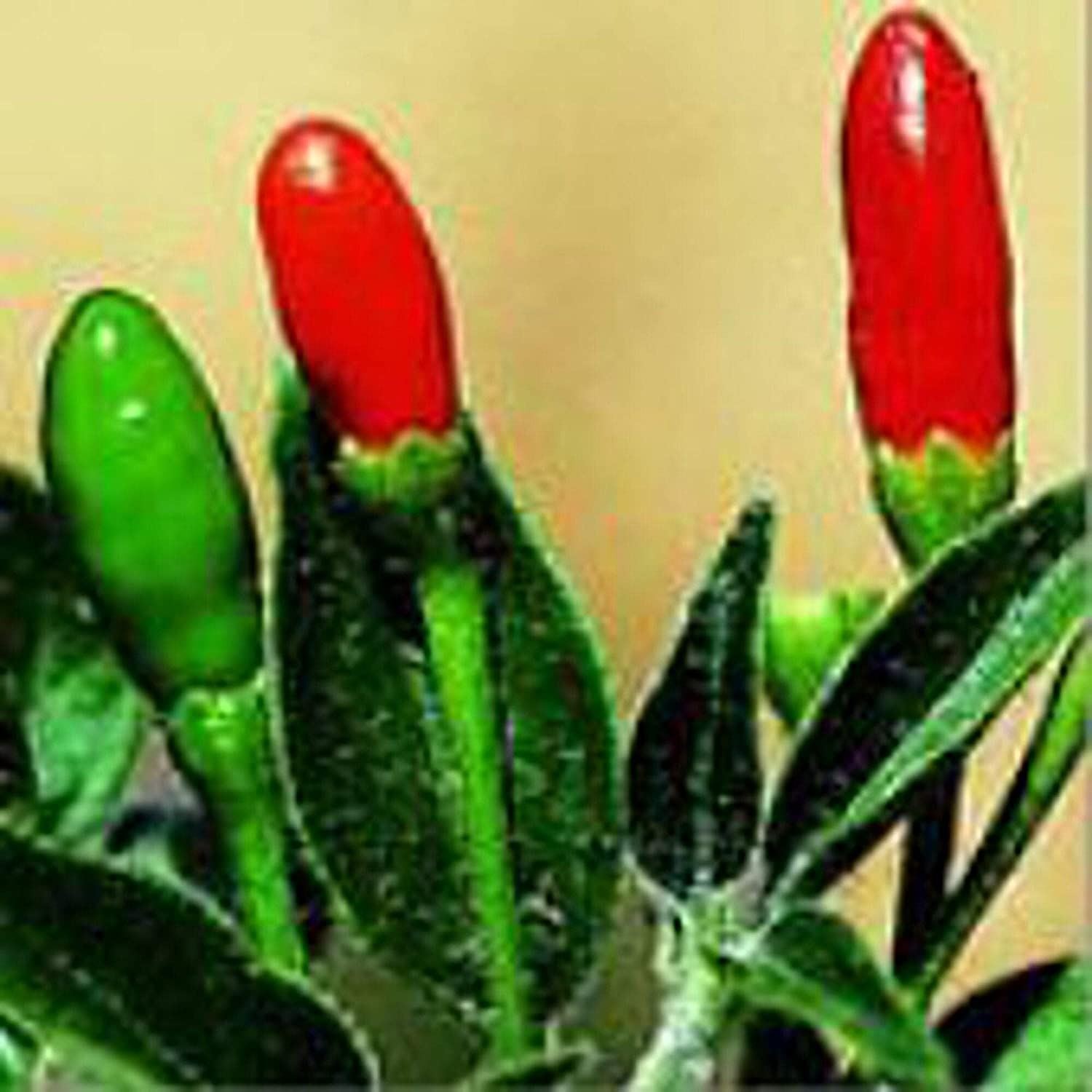 Pequin Hot Peppers Seeds (25+ Seeds)
