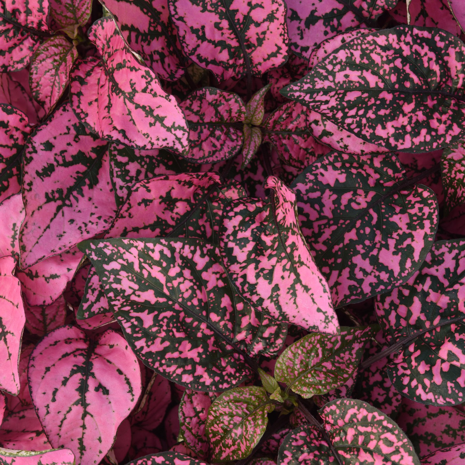 100 Seeds Hypoestes Rose – Buy Seeds For Hypoestes Online
