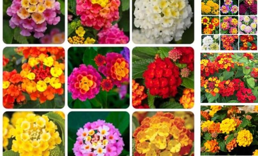 310+ USA PERMIUM Perennial Mix Lantana Camara Flowers Seeds for Planting
