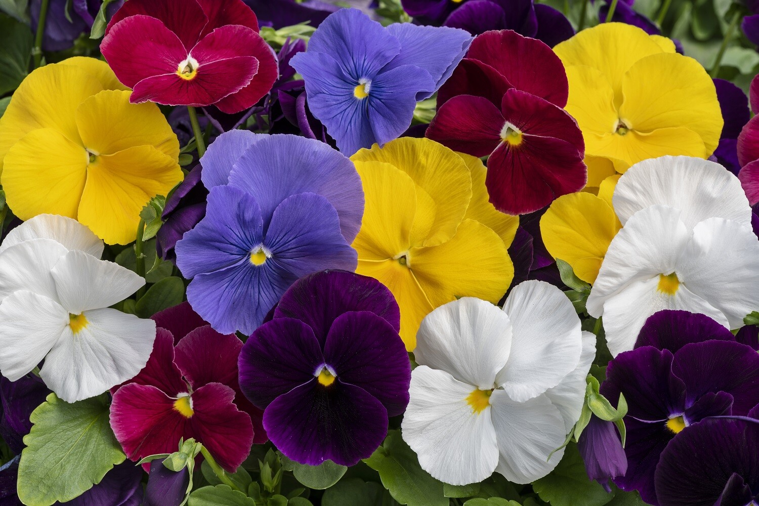 Pansy Seeds Grandio Clear Mix 25 F1 Seeds