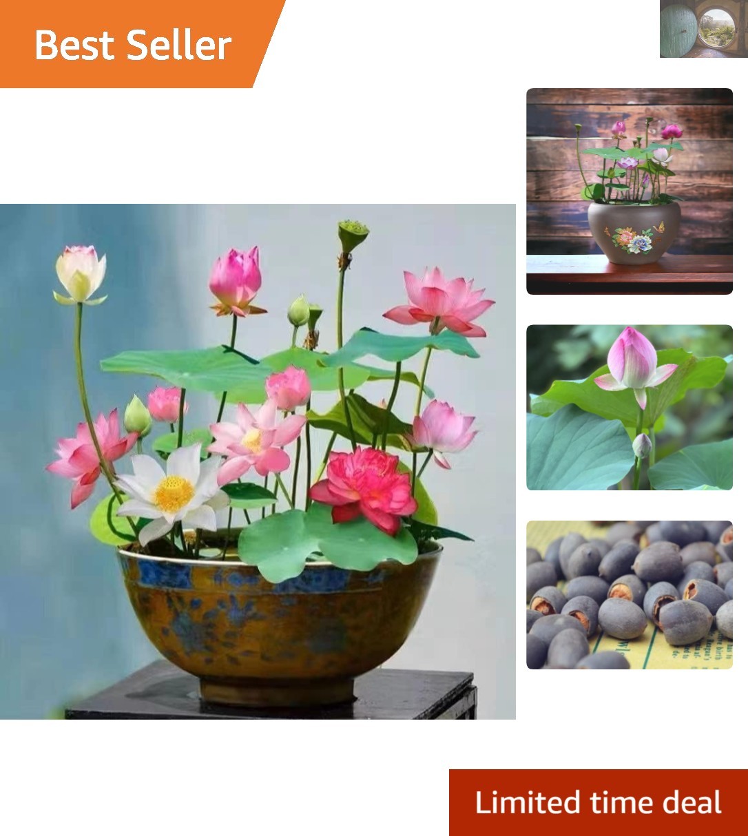 10 Pcs Mixed Color Lotus Seeds – Pink, Red, Green for Indoor & Outdoor Beauty
