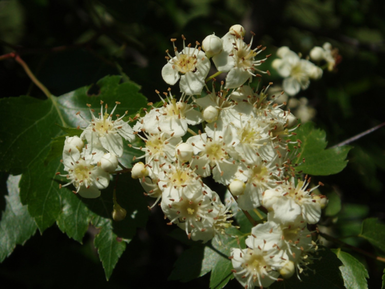 Two plants 2-3 year old Washington hawthorn (Crataegus phaenopyrum)