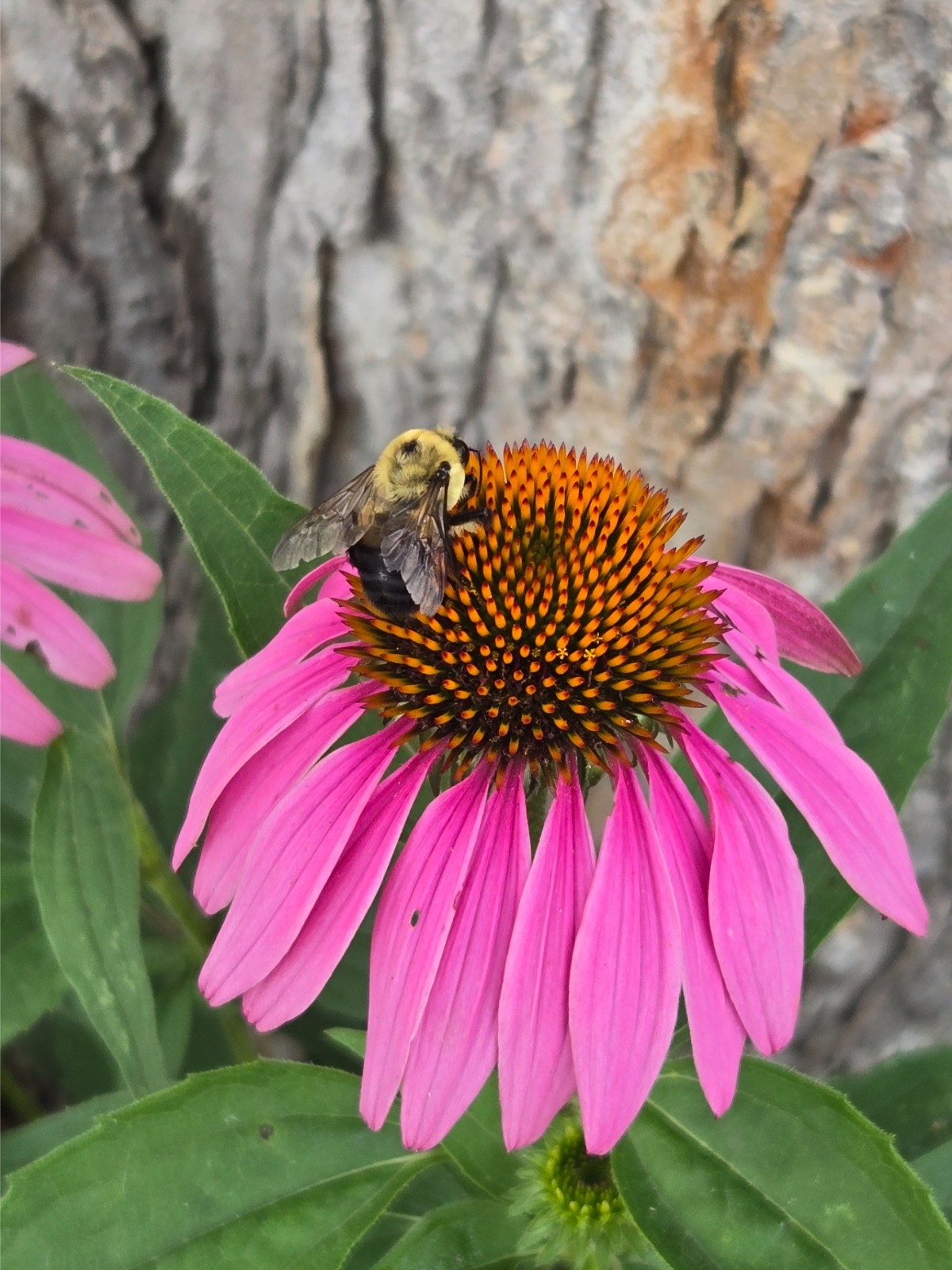 1 gram+ Echinacea Purpurea Seeds/Purple Coneflower/Native Eastern US/Host Plant