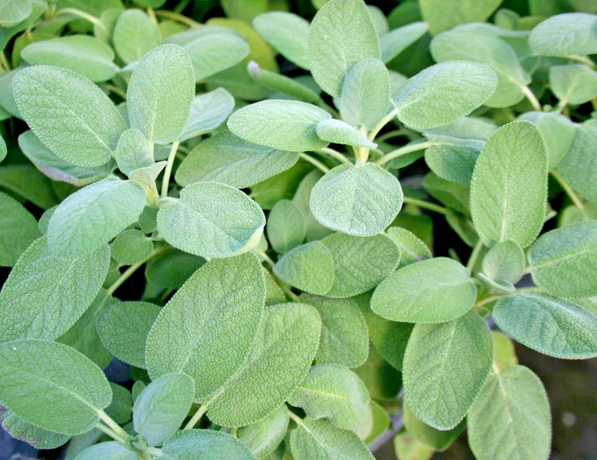 201+CULINARY Broadleaf SAGE Seeds Organic Native Herb Garden Container Flowering