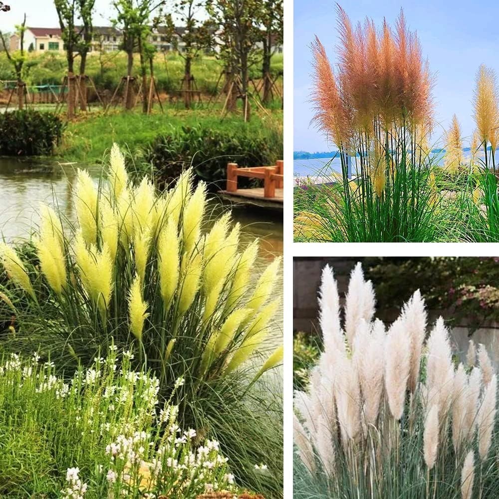 1000+ Mix Pampas Grass Seeds – Ornamental, Tall, Multi-Color, Easy Grow