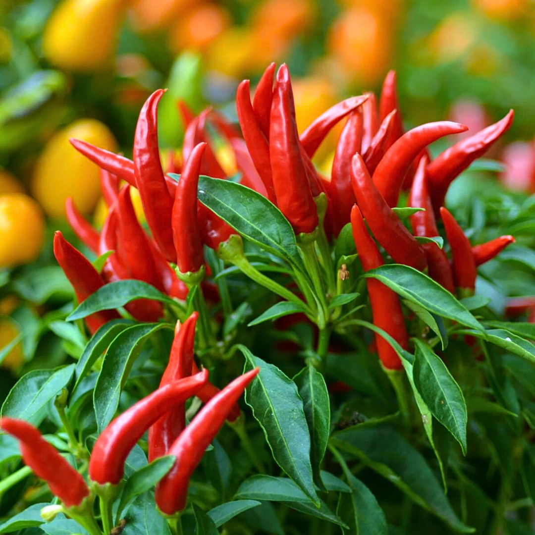 Fresh Birdseye Pepper Seeds | Wai Yee Hong | Heirloom Non-GMO | Vegetable Seeds