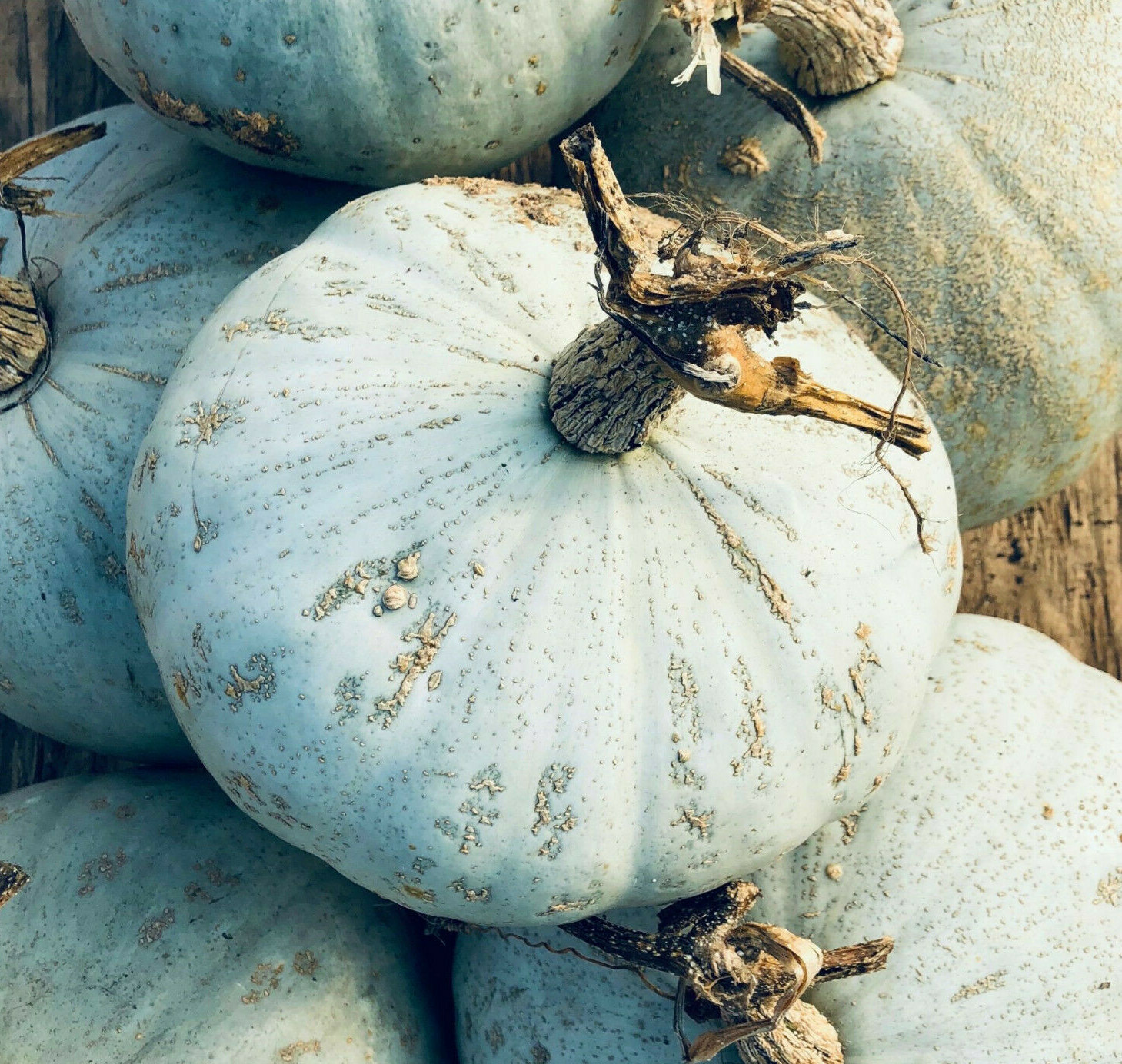 Sweet Meat Winter Squash Seeds | Blue Kuri Kabocha Jarradale Pumpkin Seed 2024
