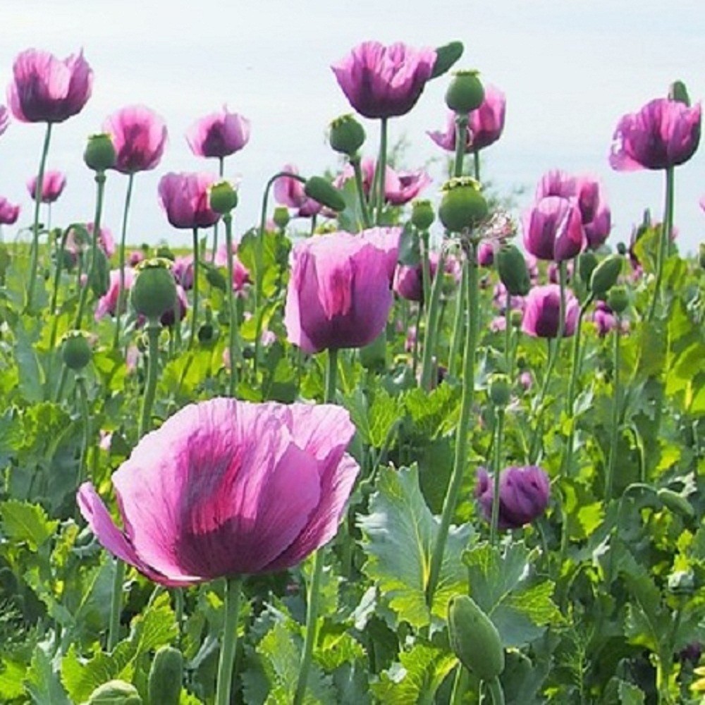 20,000 Hungarian Stratified Papaever Somniferum Poppy Seeds For Planting Organic