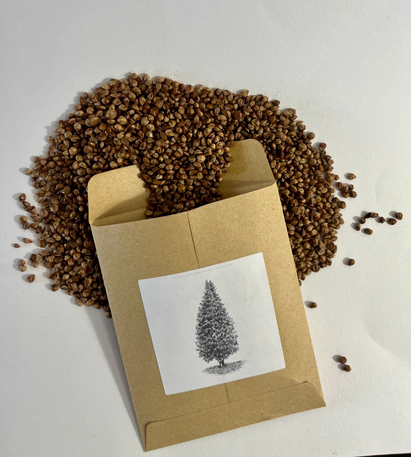 Eastern Red Cedar Tree Seeds (Juniperus Virginiana)