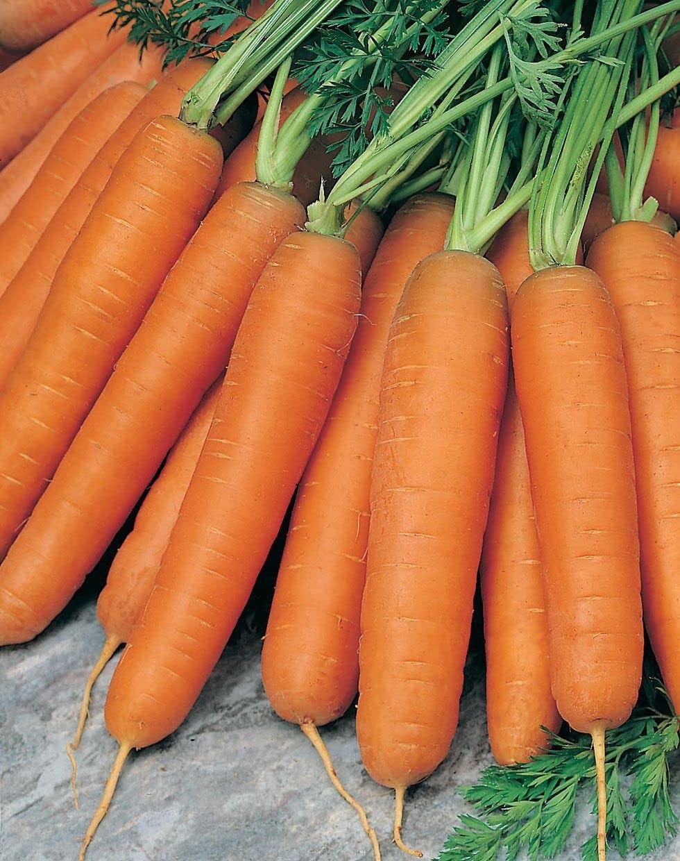 16,000 Scarlet Nantes Carrot Seeds for Planting Heirloom NonGMO 28+ Grams Gar…