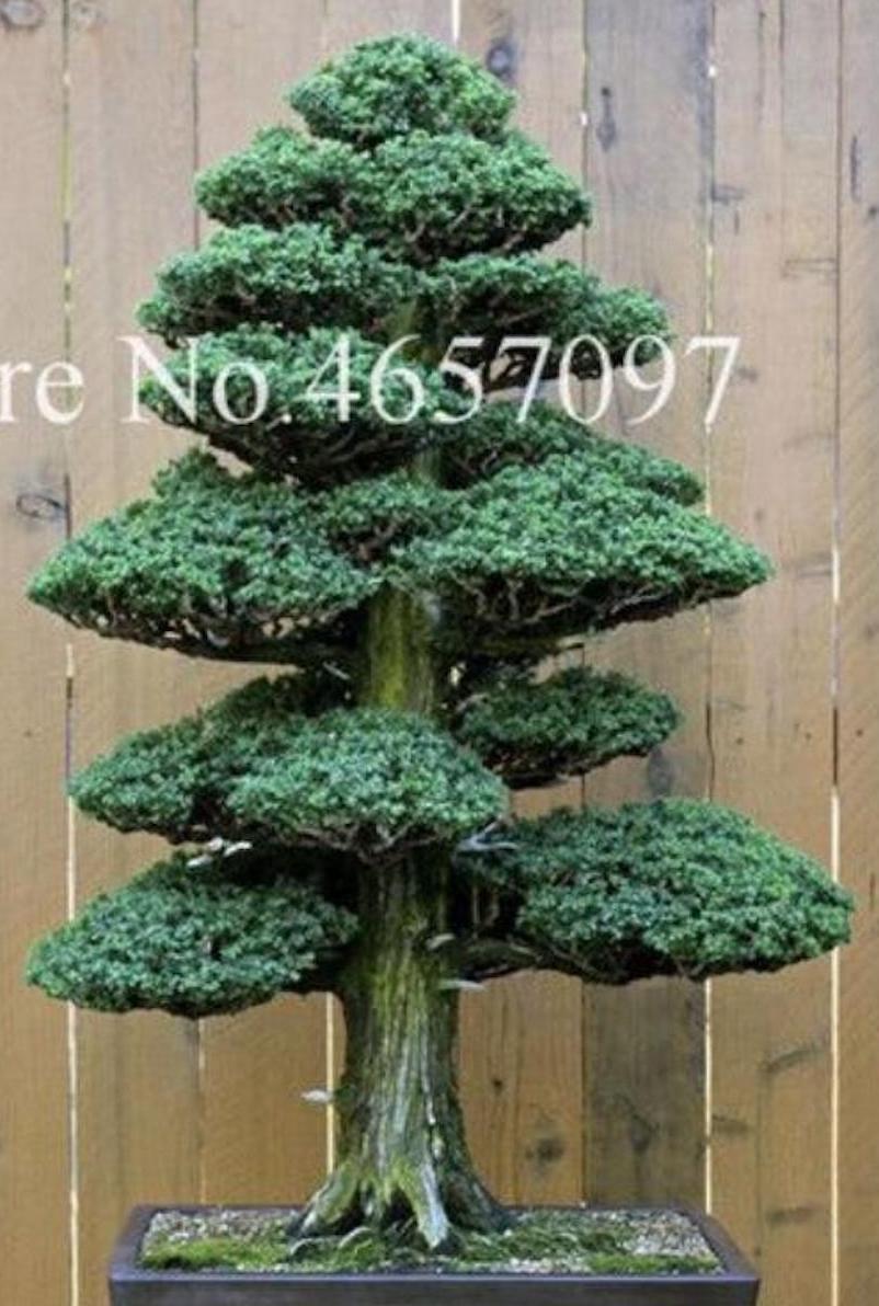 20 EXOTIC rare BONSAI PINE SEEDS for garden flower plant tree USA SELLER USPS