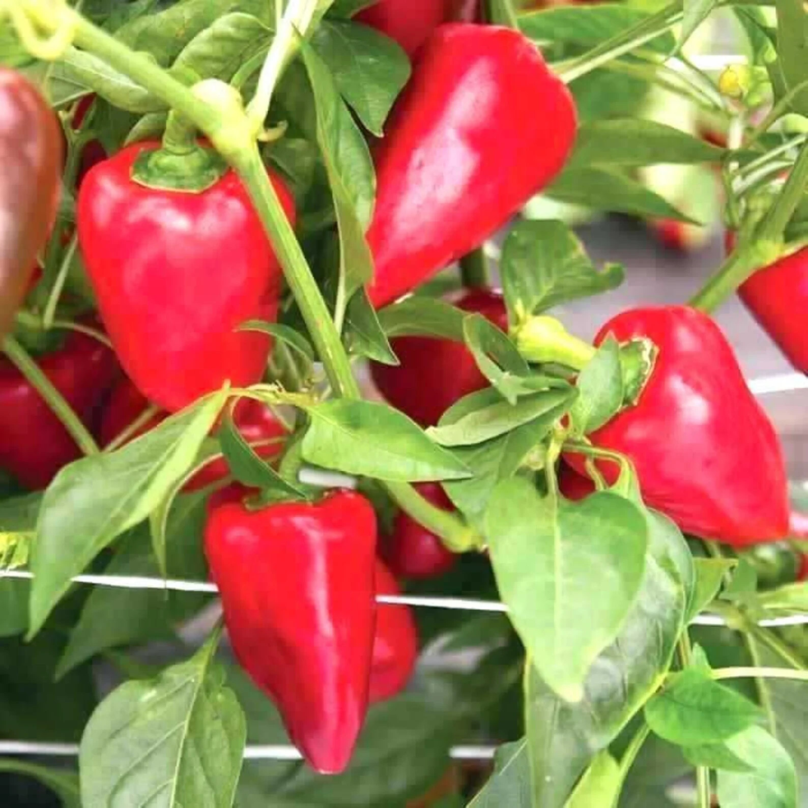 50 Pimento Sweet Pepper Seeds, NON-GMO, Heirloom, FREE SHIPPING & Tracking