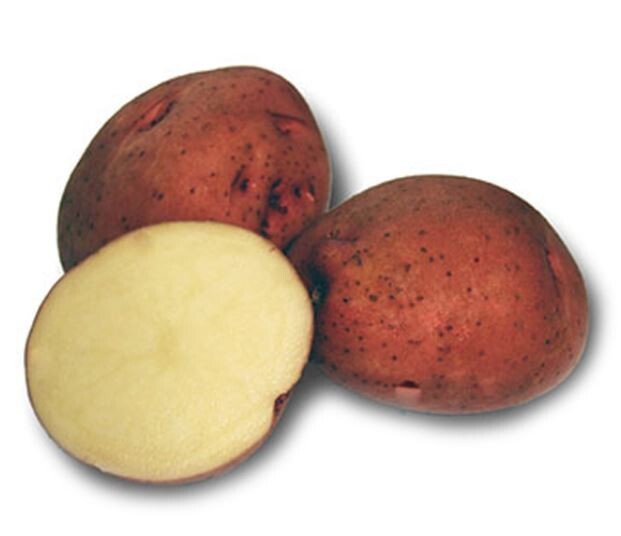 Red Pontiac – 2 lbs pounds- Certified Whole Seed Potatoes for Spring