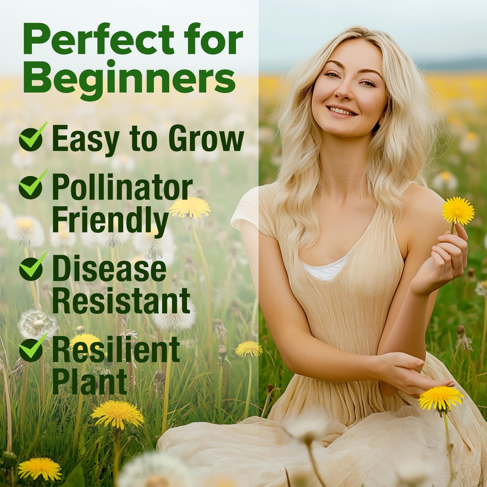 Dandelion Seeds for Planting 600 Heirloom Medicinal Herb Seeds Non GMO Grow E…