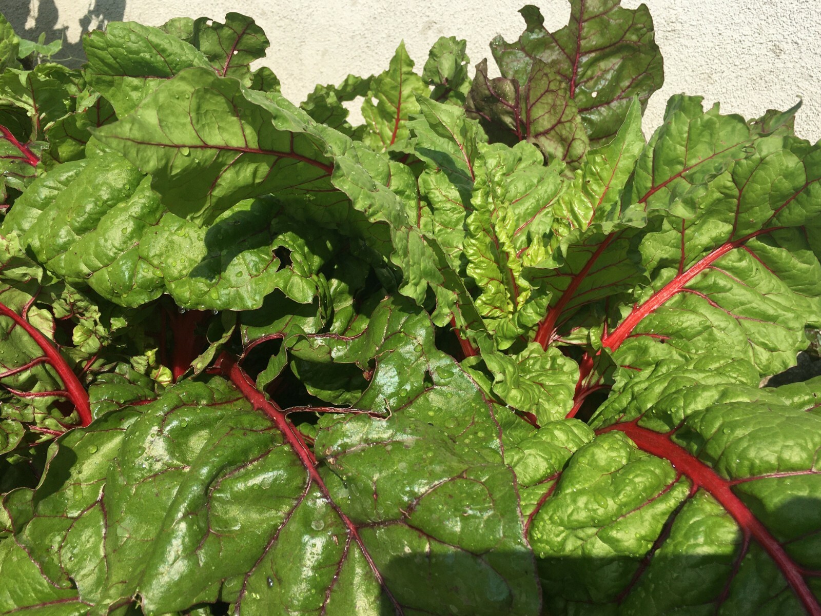 50+Organic Red Swiss Chard Seeds Rhubarb Perpetual Spinach Garden Fresh USA