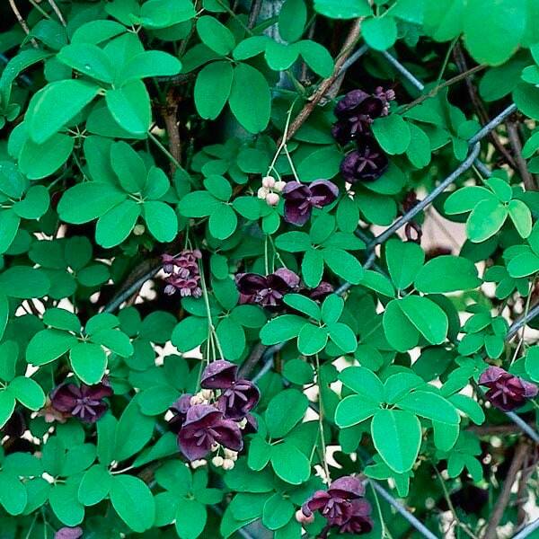 Chocolate Vine Seeds ~ Akebia Quinata ~ Five-leaf Chocolate Vine ~ Five-leaf