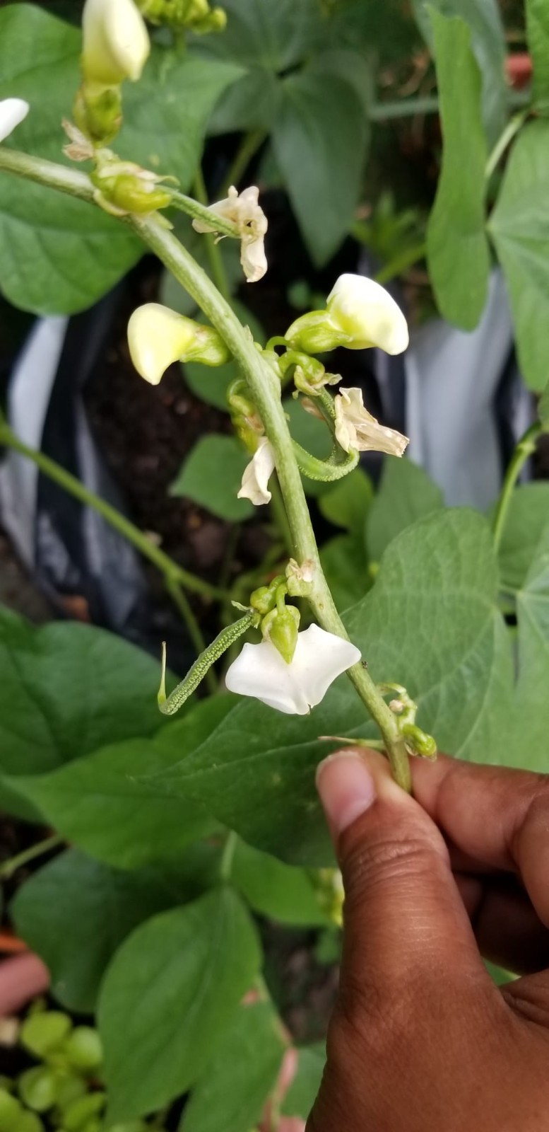 Hyacinth Bean Bush Type chedi Avarai Chettu Chikkudu 10 Seeds