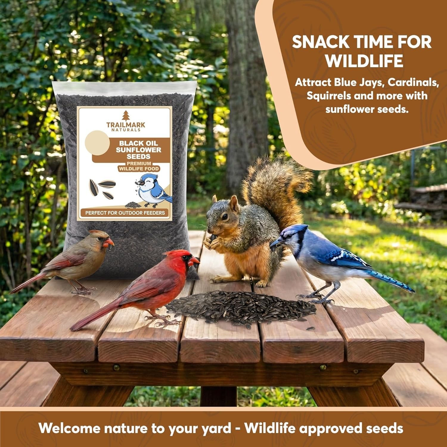 6 Pound Black Oil Sunflower Seeds for Birds – Wildlife Food – Non – GMO -Gro…