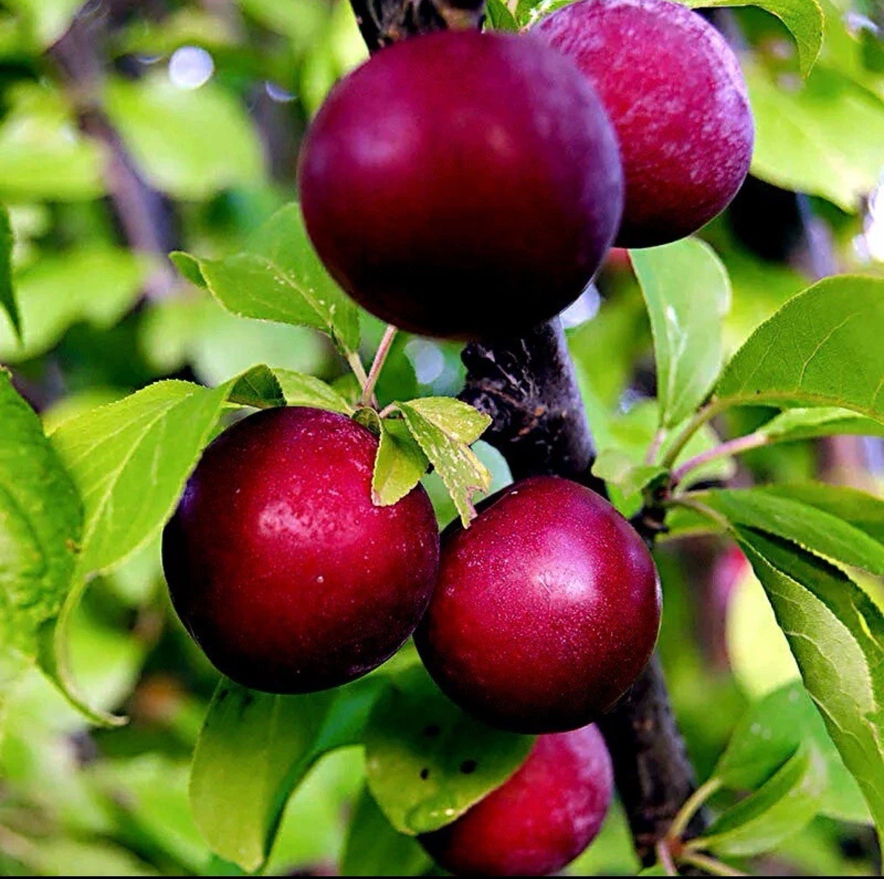 1 Pound (800 Qty) AMERICAN PLUM TREE SEEDS (Prunus americana)