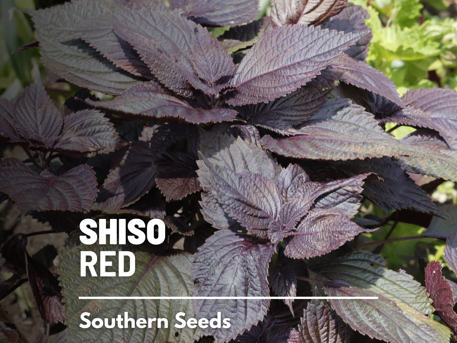 Shiso, Red – 200 Seeds – Asian Culinary Herb – Non GMO (Perilla frutescens)