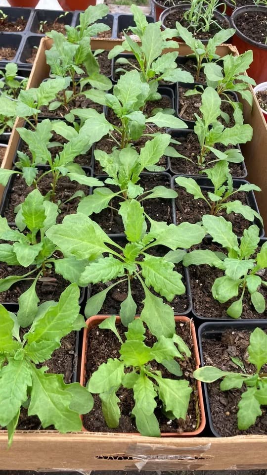 Epazote 1500 seeds