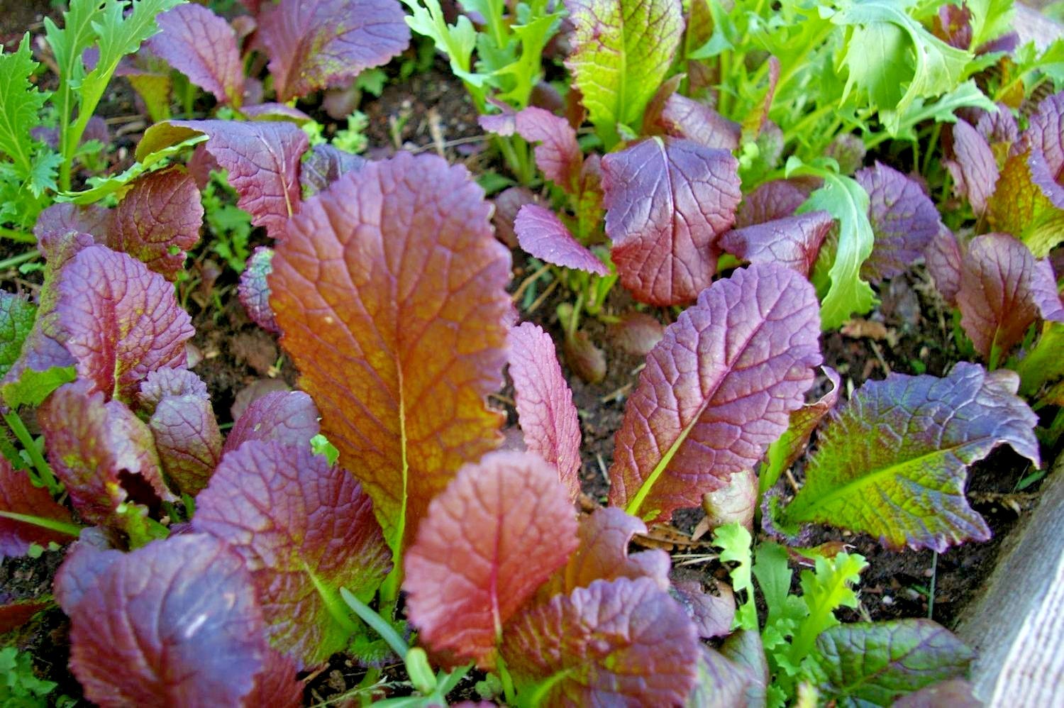 600+RED GIANT MUSTARD Seeds Organic Heirloom Greens Container Vegetable Garden