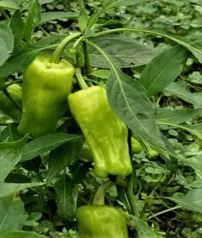 25 GREEK PEPPERONCINI SWEET PEPPER SEEDS (NON-GMO SEEDS!) ~ heirloomseedguy ~